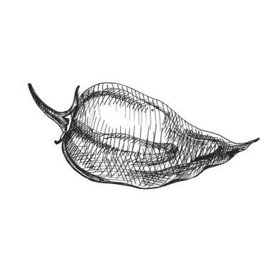 Biberli habanero. Vektör vintage kuluçkaya yatma rengi illüstrasyonu.