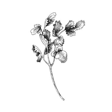 Cilantro dalları ve yaprakları. Vektör gri mahsul kuluçkadan çıkma illüstrasyonu izole edildi