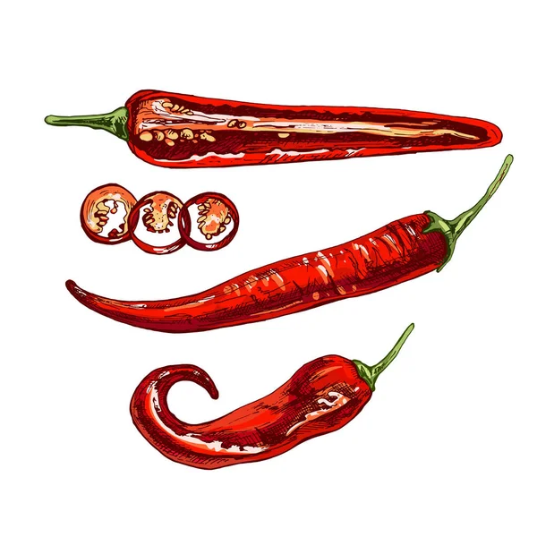 Chilli entero. Vector vintage incubación ilustración en color. Aislado sobre fondo blanco. — Vector de stock