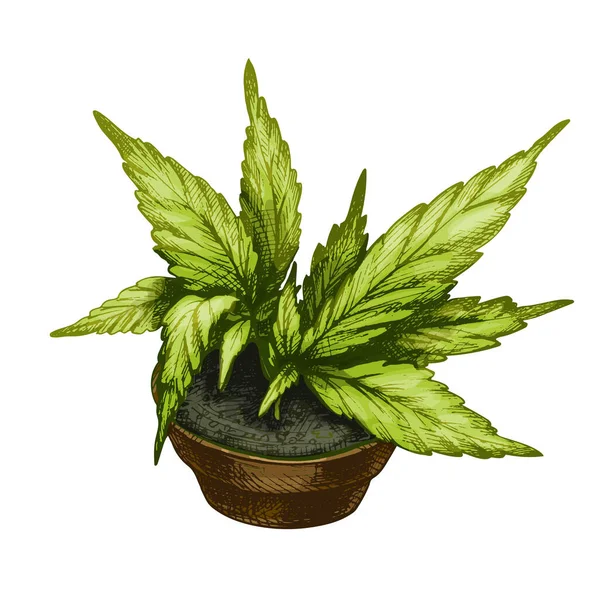 Растение марихуаны с листьями в керамическом горшке. Векторный цвет винтажного штриховки — стоковый вектор
