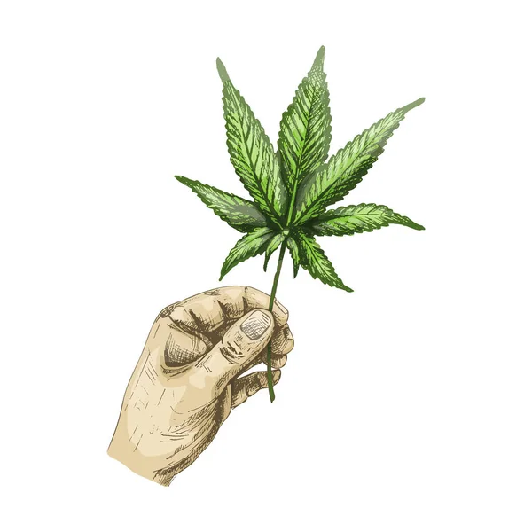 Marihuana yaprağı tutan erkek eli. Vektör renk vintage kuluçkaya yatma illüstrasyonu
