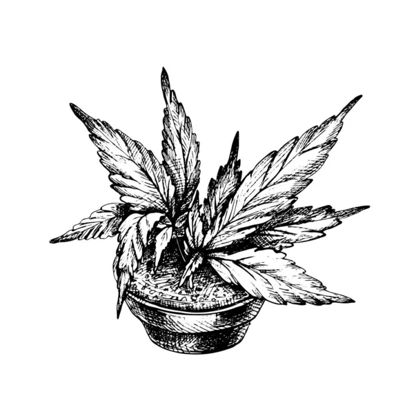 Marijuana plant with leaf in ceramic pot. Vector black vintage hatching — Stock Vector