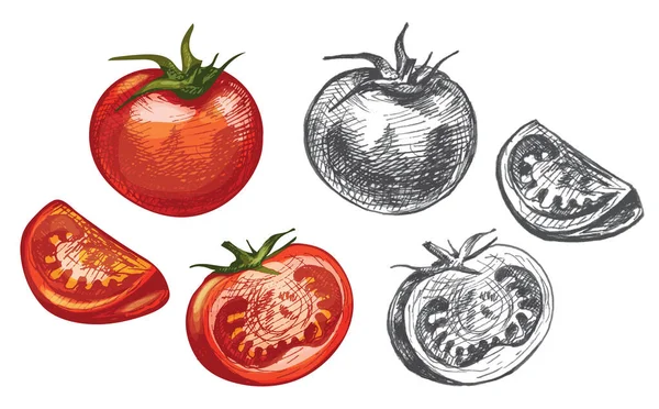 Pomidor Całości Pół Pół Wektor Vintage Wylęgu Kolor Ilustracji Izolacja — Wektor stockowy