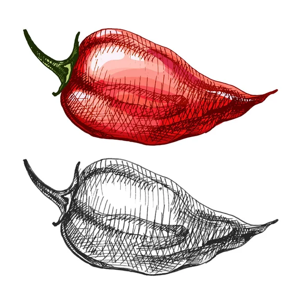 Biberli habanero. Vector vintage kuluçkadan çıkan renk çizimi. Beyaz arkaplanda izole.
