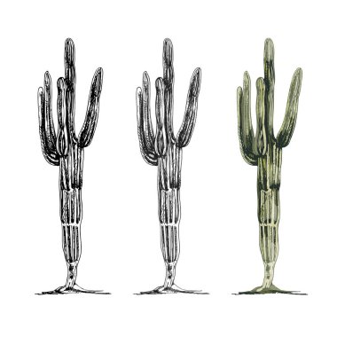 Kaktüs saguaro bitkisi. Vector vintage kuluçkadan çıkan renk çizimi. Beyaz arkaplanda izole.