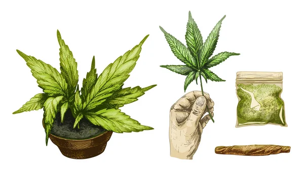 Conjunto Marihuana Cigarrillos Hoja Mano Bolsa Plástico Planta Cannabis Maceta — Vector de stock