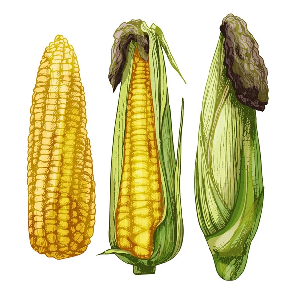 Встановіть Стиглий Коб Кукурудзи Від Очищеного Закритого Різний Ступінь Очищення — стоковий вектор