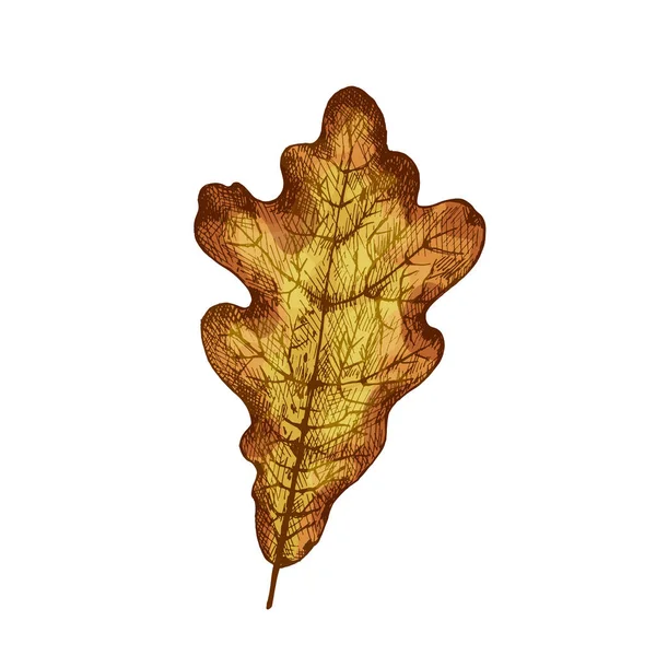 Дубовый Осенний Лист Векторный Цвет Винтажного Штриховки Иллюстрации Изолированы Белом — стоковый вектор