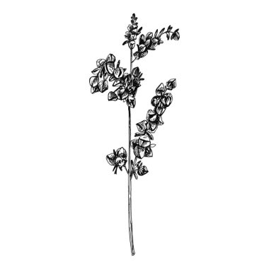 Karabuğday taneli kulaklar. Monokrom vektör vintage el çizimi beyaz arka planda izole edilmiş kuluçka çizimi.