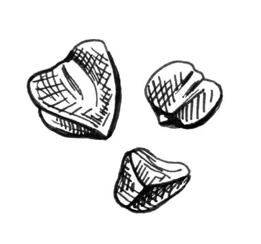 Karabuğday taneleri. Beyaz arkaplanda izole edilmiş tek renkli el çizimi çizimi..