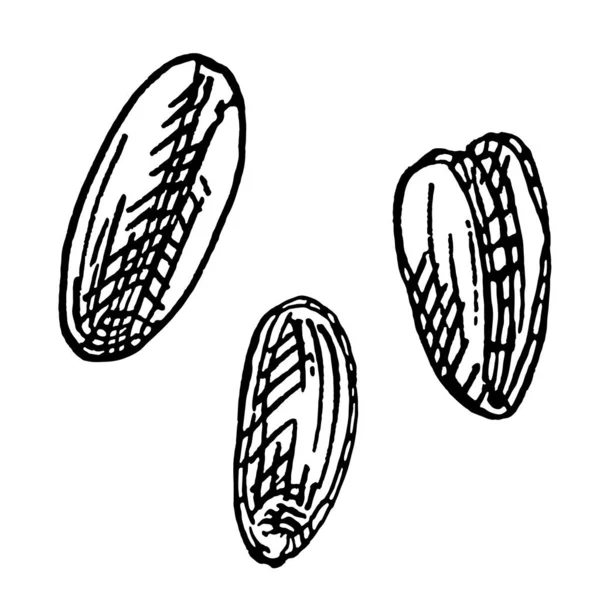 Weizenkörner Vektor Farbe Vintage Handgezeichnete Schraffur Illustration Isoliert Auf Weißem — Stockvektor