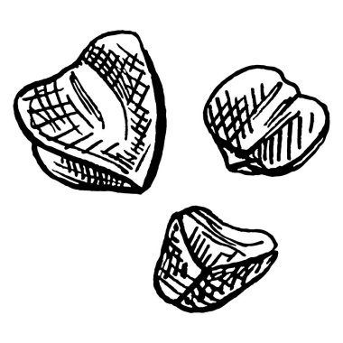 Karabuğday taneleri. Beyaz bir arkaplanda izole edilmiş vektör monokrom vintage el çizimi çizimi.