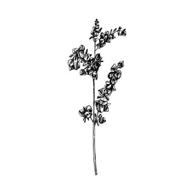 Karabuğday taneli kulaklar. Monokrom vektör vintage el çizimi beyaz arka planda izole edilmiş kuluçka çizimi.