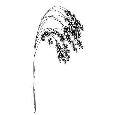 Pro darı tanecikli kulaklar. Monokrom vektör vintage el çizimi beyaz arka planda izole edilmiş kuluçka çizimi.