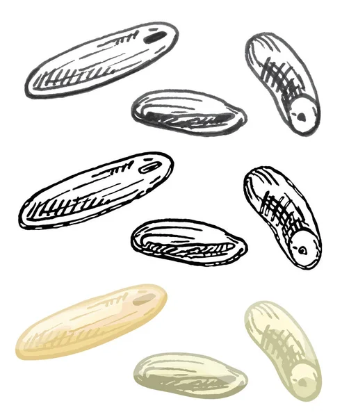 Reiskörner Vektor Farbe Und Monochrome Handgezeichnete Schraffur Illustration Isoliert Auf — Stockvektor