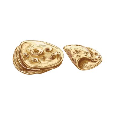 Un ve tek tortilla. Geleneksel Meksika yemekleri. Vector vintage kuluçkadan çıkan renk çizimi. Beyaz arka planda izole edilmiş. El çizimi tasarım