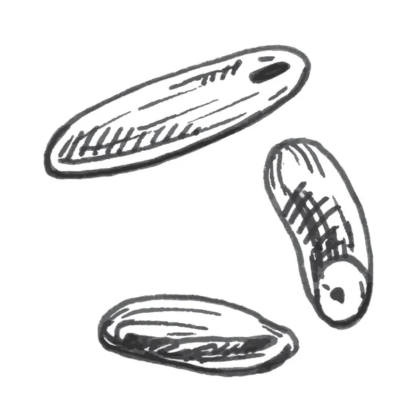 Reiskörner. Vector Vintage handgezeichnete Schraffur Illustration — Stockvektor