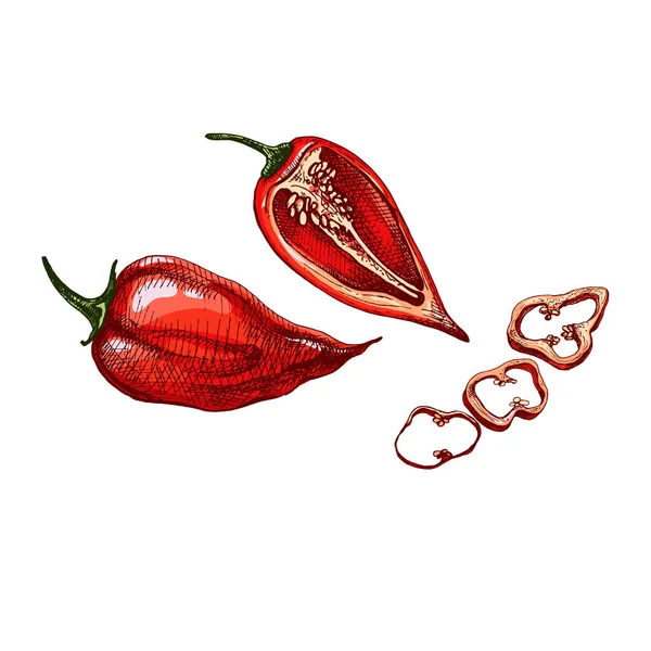 Tam, yarısı ve dilimlenmiş biberli habanero. Vektör vintage kuluçkaya yatma rengi illüstrasyonu.