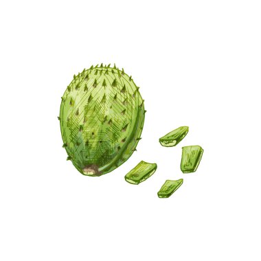 Nopal cactus slice and whole. Vector vintage hatching color illustration. Isolated on white background. Hand drawn design clipart