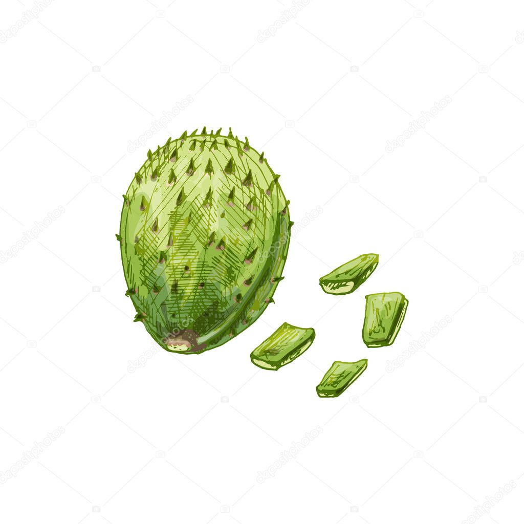 Nopal cactus slice and whole. Vector vintage hatching color illustration. Isolated on white background. Hand drawn design