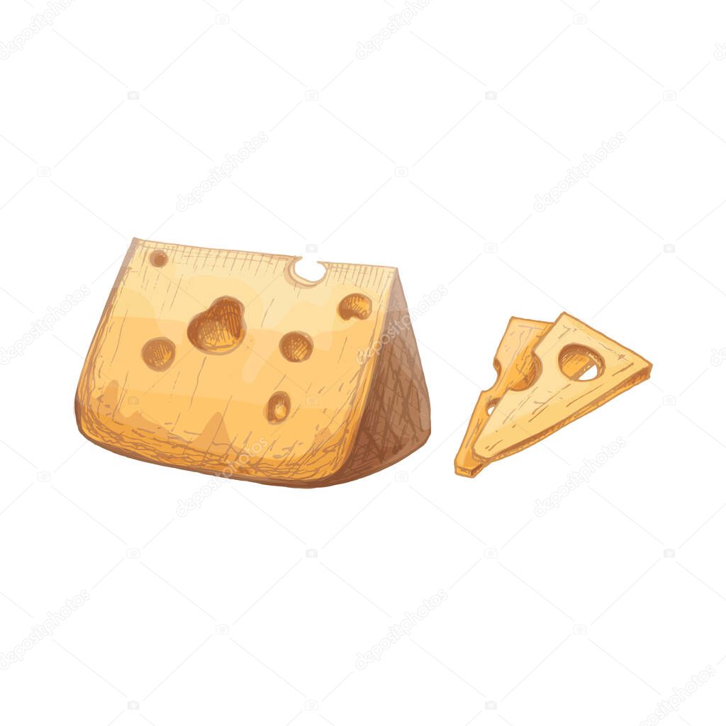 Pieces and head of cheese. Vector vintage hatching color illustration. Isolated on white background. Hand drawn design