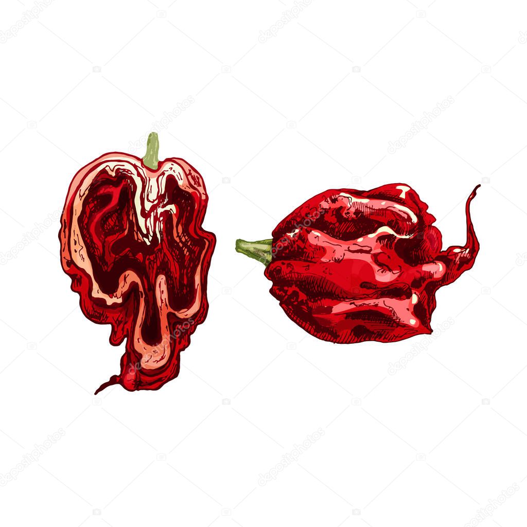 Whole and half pepper carolina reaper. Vector vintage hatching color illustration. Isolated on white background. Hand drawn design