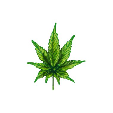 Marihuana melezi yaprağı. Beyaz arkaplanda izole edilmiş vektör renk bağcıklı yumurta çizimi. Etiket, poster, esrar satan internet için