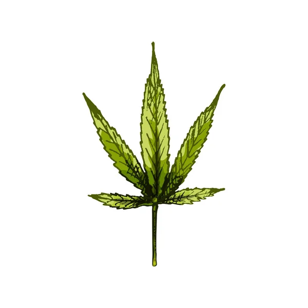 Main masculine tenant une feuille de marijuana. Gravure illustration vectorielle couleur vintage. — Image vectorielle