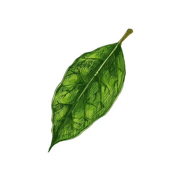 Salată verde proaspătă. Vector de epocă eclozare ilustrație de culoare . — Vector de stoc