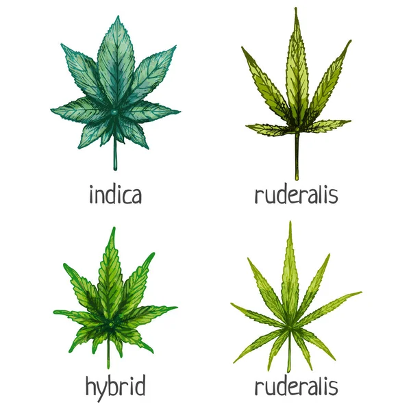 Coloque uma folha diferente de maconha. Híbrido, indica, ruderalis, sativa. Vetor vintage incubação ilustração — Vetor de Stock