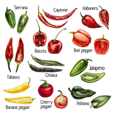 Set whole and half different pepper. Vector vintage hatching color illustration clipart