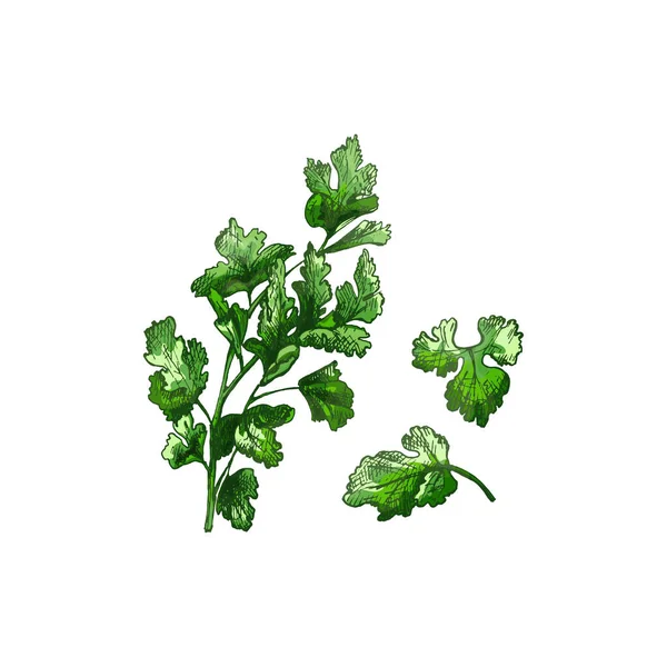 Parsley branches and leaves. Vector color vintage hatching illustration isolated — Stock Vector