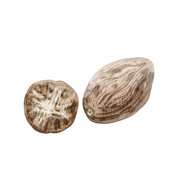 Tam ve yarım hindistan cevizi. Vektör renk vintage kuluçkaya yatma illüstrasyonu