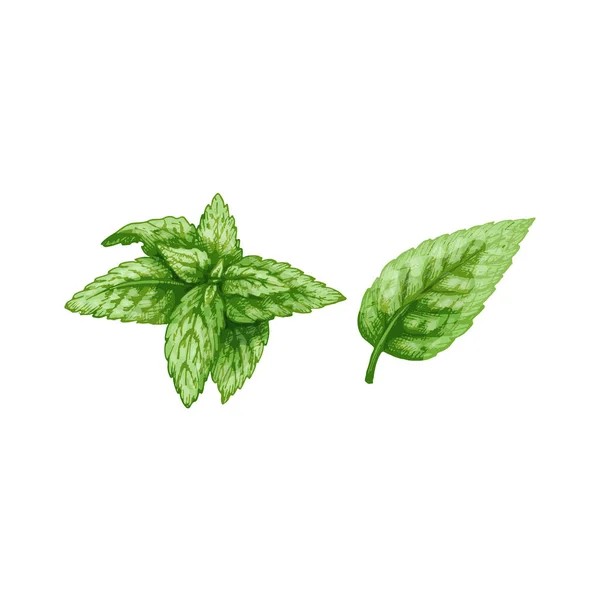Minze frisches Grün Zweige und Blätter. Vektor Farbe Vintage Schraffur Illustration — Stockvektor