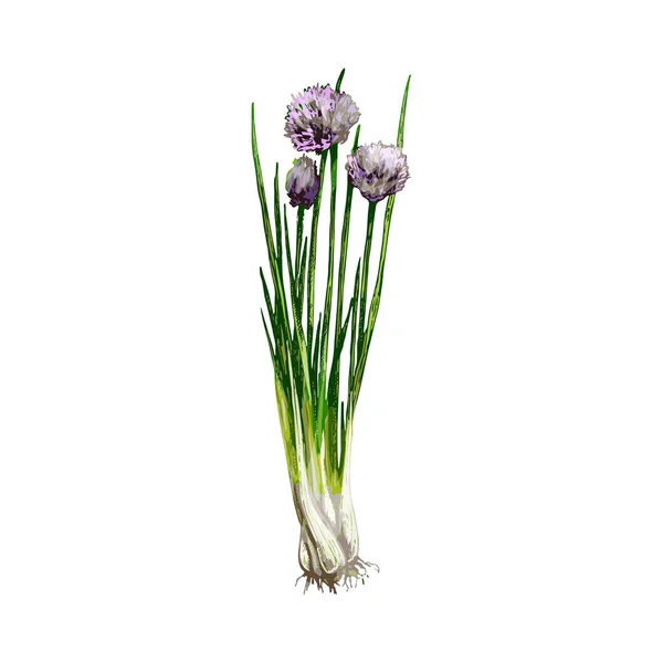 Chives friss zöld ágak virágokkal és levelekkel. Szüreti vektor kikelése — Stock Vector