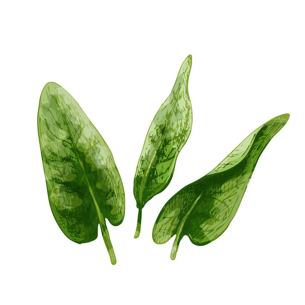 Sorrel свежие зеленые листья. Винтажный вектор штриховки цветной рисунок ручной работы — стоковый вектор