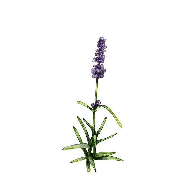 Flor de lavanda. Grabado negro ilustración vintage. Fondo blanco. — Vector de stock