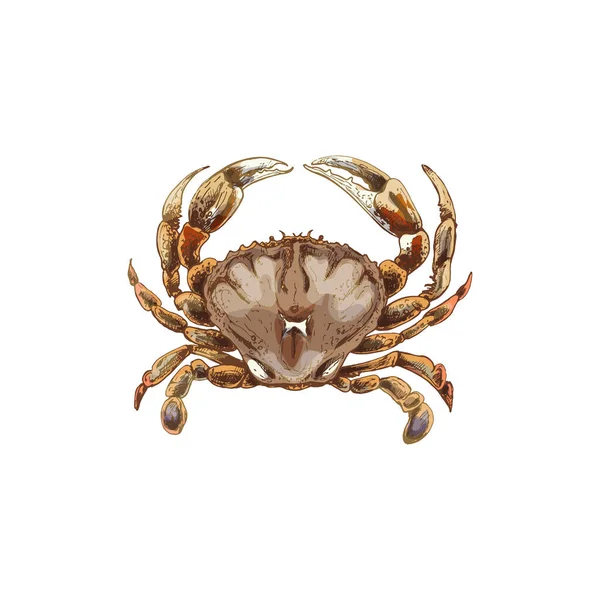Crab isolated on white. black vintage engraving — Stock Vector
