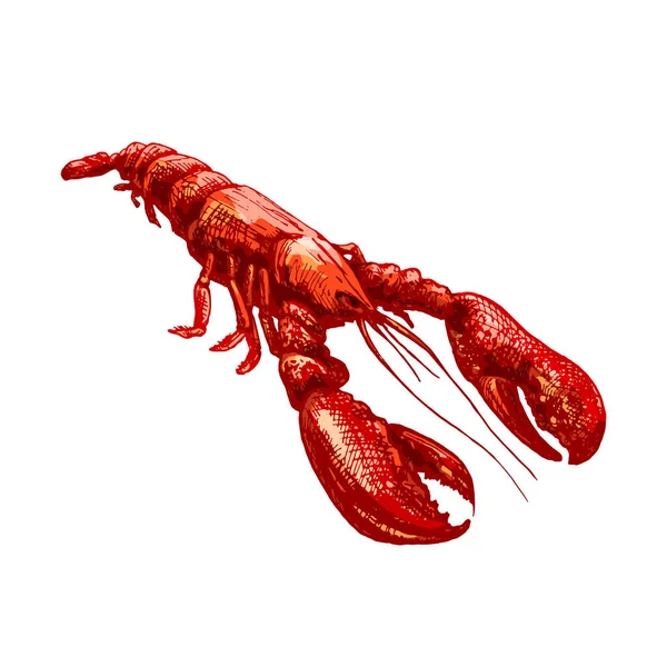 Lobster. Vintage hatching vector color illustration. Isolated on white — Stock Vector