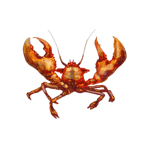 Lobster. Ilustrasi warna vektor penetasan kuno. Terisolasi di atas putih - Stok Vektor