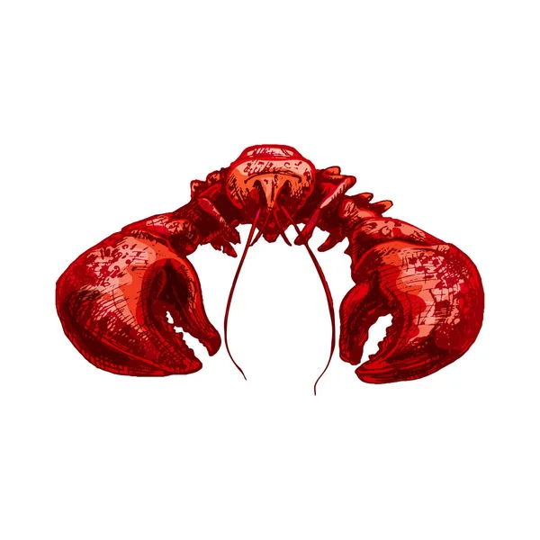 Lobster. Ilustrasi warna vektor penetasan kuno. Terisolasi di atas putih - Stok Vektor