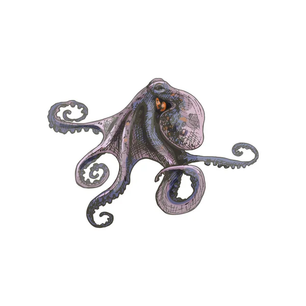 Octopus isolado sobre fundo branco. Vintage incubação cor ilustração. —  Vetores de Stock