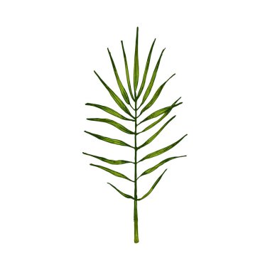 Chamaedorea yeşil yaprağı. Vintage taşıyıcı kuluçkadan çıkıyor