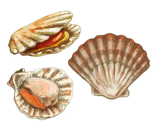 Muscheln in verschiedenen Winkeln. Vintage Schraffur Farbe Illustration — Stockvektor