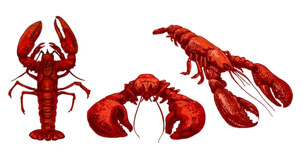 Lobster in different pose. Vintage hatching vector color illustration. — Stock Vector