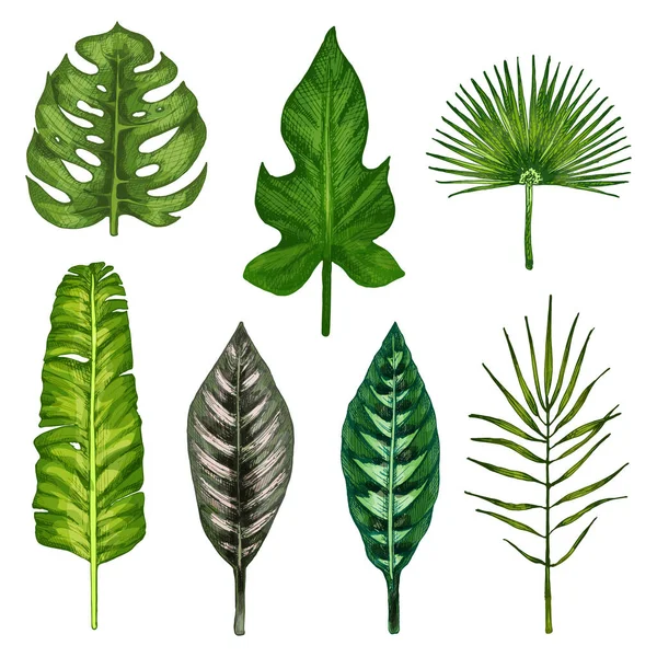 Set with different tropic leaf. Vintage color vector hatching — Stock Vector