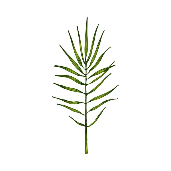 Chamaedorea green fresh leaf. Vintage vector hatching — Stock Vector