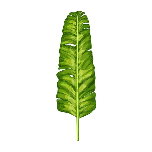 Hoja de plátano fresco verde palma. Vintage eclosión vector — Vector de stock