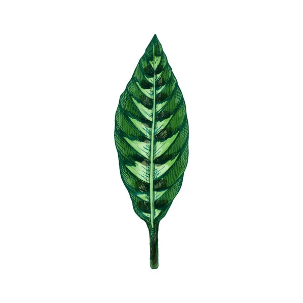 Calathea warscewiczii green fresh leaf. Vintage vector hatching — Stock Vector