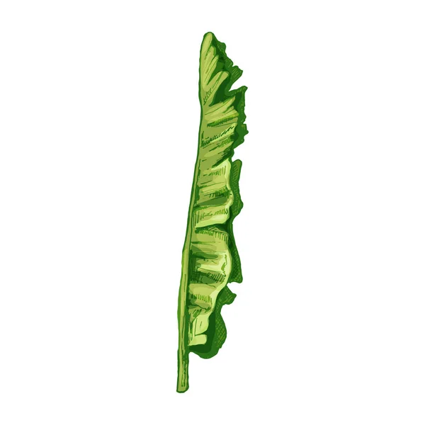 Пальмовый зеленый свежий банановый лист. Винтажный векторный штрих — стоковый вектор